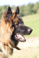 portrait of german sheprerd dog