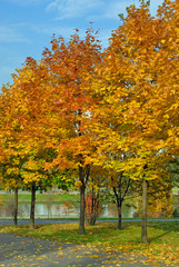 Autumn tree in park