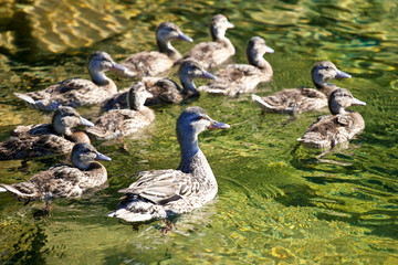 Fototapeta premium Female Mallard swimming with her family