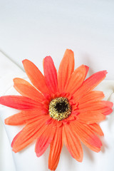 Orange daisy on white linen - back of wedding chair