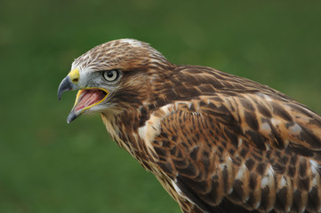 Raubvogel 5