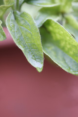 雨上がりの葉っぱ