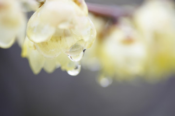 Fototapeta premium 雨上がりの黄梅