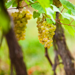 Fototapeta premium Vendange et vignes