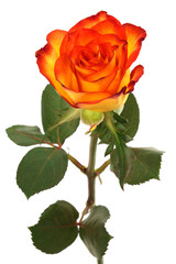 Fototapeta premium orange roses