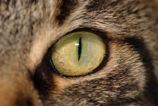 l'oeil d'un chat