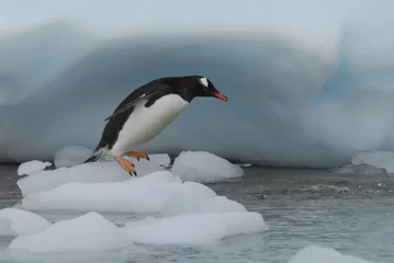 Rolgordijnen Gentoo Penguin © Silver