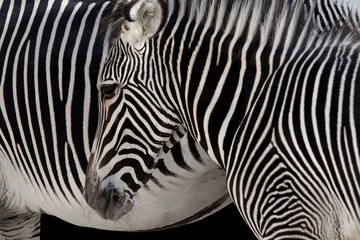 Fototapeta na wymiar Szef Zebra