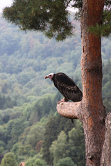 Gänsegeier hält Ausschau von einem hohem Baum