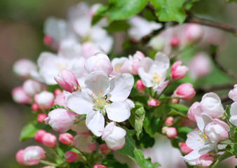 blossom apple tree.