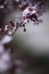 plum tree blossoms in spring time