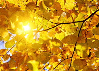 autumn leaves and sun