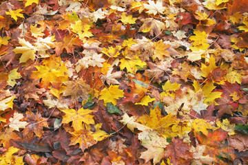 fallen autumn leaves