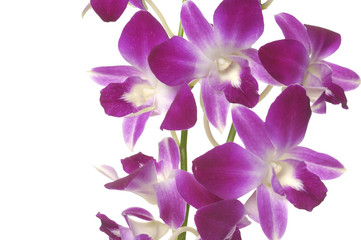 Naklejka na ściany i meble Beautiful purple orchid