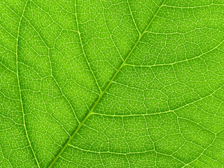 Vibrant green leaf macro close up natural background. - Powered by Adobe