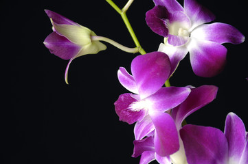 Orchid over black