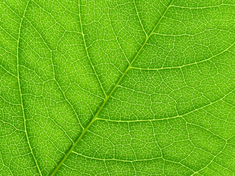 Vibrant green leaf macro close up natural background.