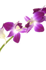 Fototapeta na wymiar Pink stem of orchids