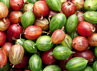 Red and green gooseberry