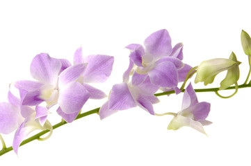 Naklejka na ściany i meble Branch of violet orchids isolated on white