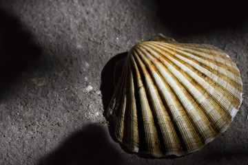 simbolo del peregrino