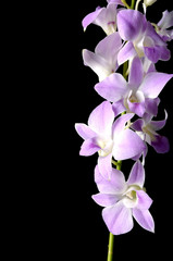 border of purple orchid