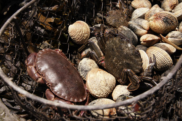 crab in a basket