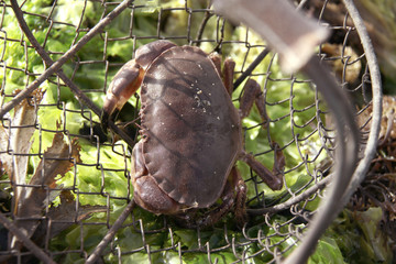 crab in a basket