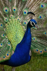 Peacock with extended tail feathers