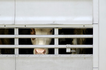 cow transport