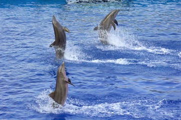 Fototapeta premium Dauphins