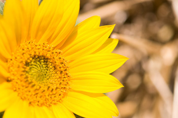 Sunflower and wheat