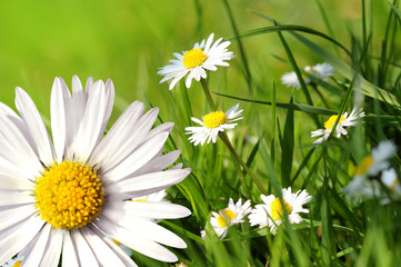 Gänseblümchen 10.2 © K.-U. Häßler