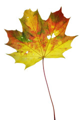 autumn leaf