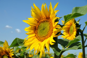 Sonnenblume 3.2