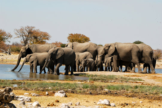Elefanten im Etosha Nationalpark, Namibia