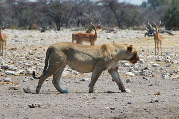 Löwin im Etosha Nationalpark, Namibia