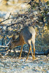 Dikdik-Antilope im Etosha Nationalpark, Namibia
