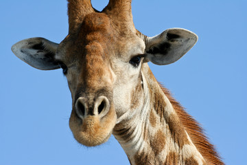 Giraffe im Etosha Nationalpark, Namibia