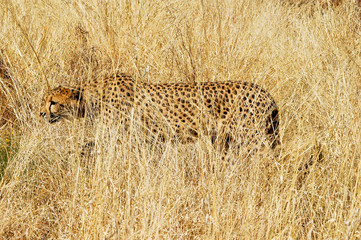 Gepard im Etosha Nationalpark, Namibia