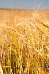 Fototapeta premium Wheaten field and the blue sky
