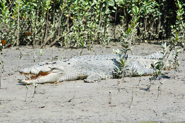 Salzwasserkrokodil in Australien