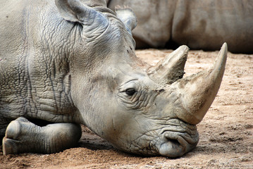 Rhinoceros