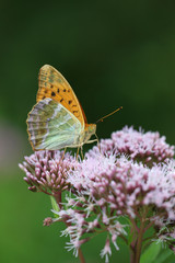 Argynnis paphia - Silver-washed Fritillary 15