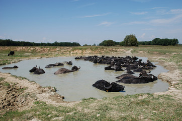 Water Buffalos by Pond