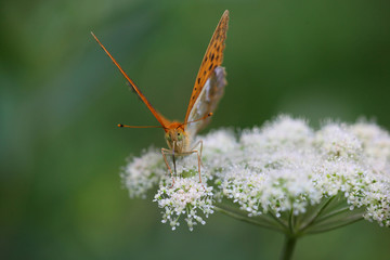 Argynnis paphia - Silver-washed Fritillary 9