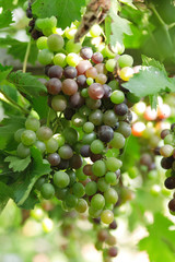 green grapes