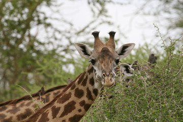 Giraffe (Giraffa camelopardalis)