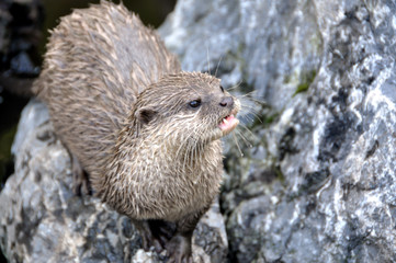 Fototapeta premium loutre
