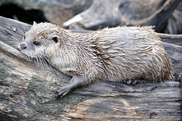 loutre